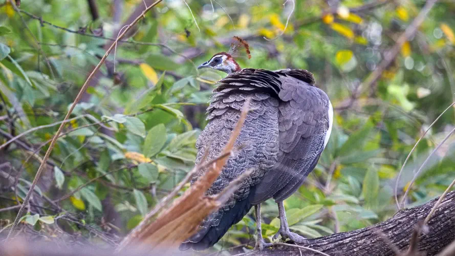 India, Ranthambore National Park, Peahen