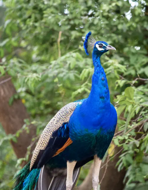 India, Ranthambore National Park, Peacock