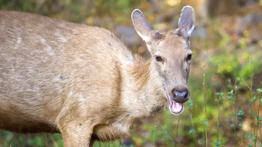India, Ranthambore National Park, Sambar Deer