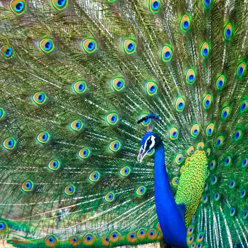 India, Ranthambore National Park, Peacock