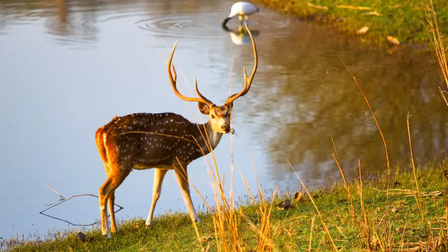India, Ranthambore National Park, Chital Deer