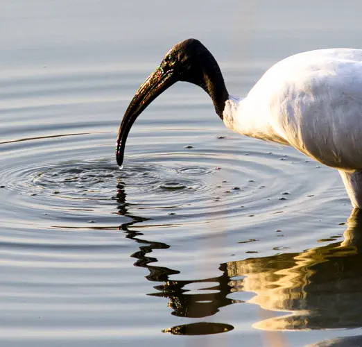 India, Ranthambore National Park, Black Headed Ibis