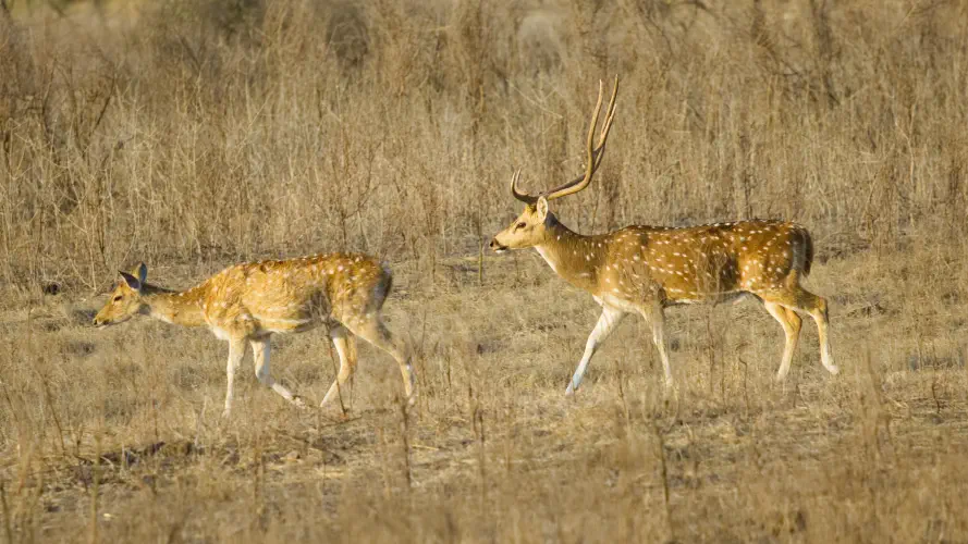 India, Ranthambore National Park, Chital Deer