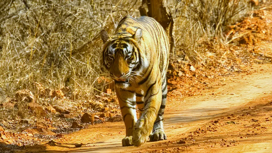 India, Ranthambore National Park, Bengal Tiger