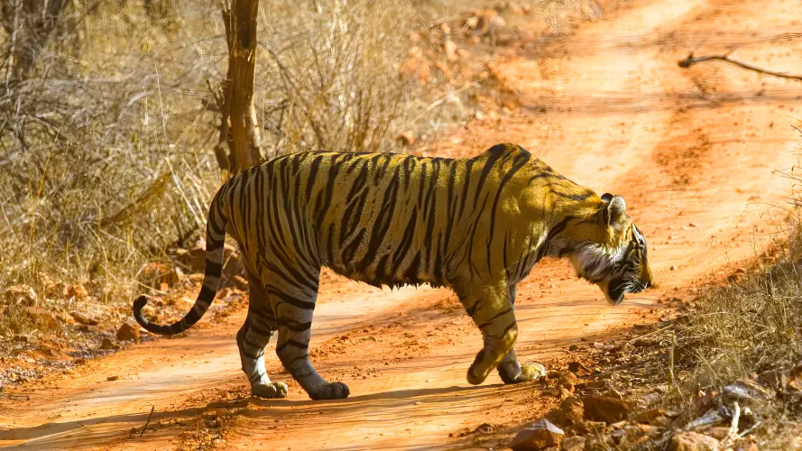 India, Ranthambore National Park, Bengal Tiger