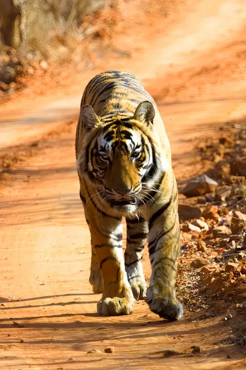 India, Ranthambore National Park, Bengal Tiger