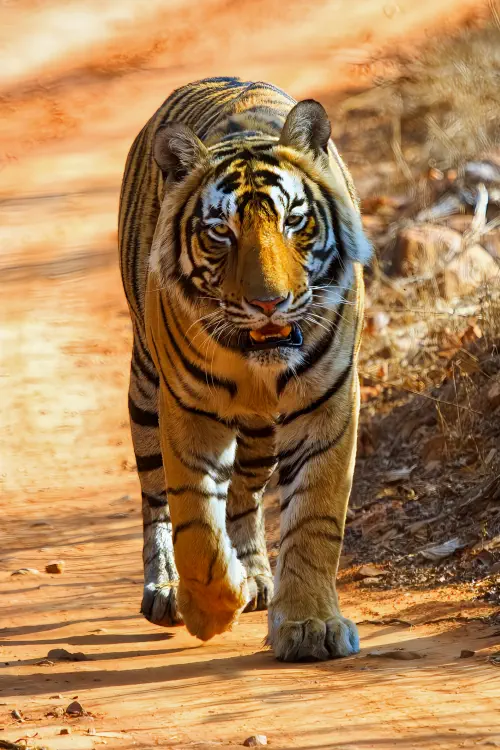 India, Ranthambore National Park, Bengal Tiger