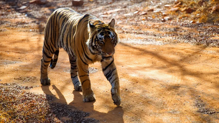 India, Ranthambore National Park, Bengal Tiger