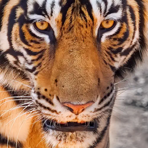 India, Ranthambore National Park, Bengal Tiger