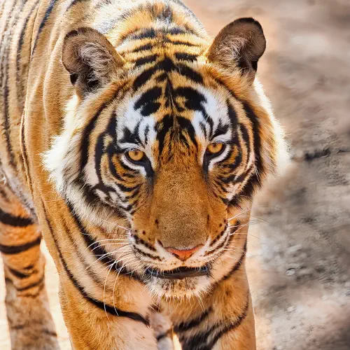 India, Ranthambore National Park, Bengal Tiger