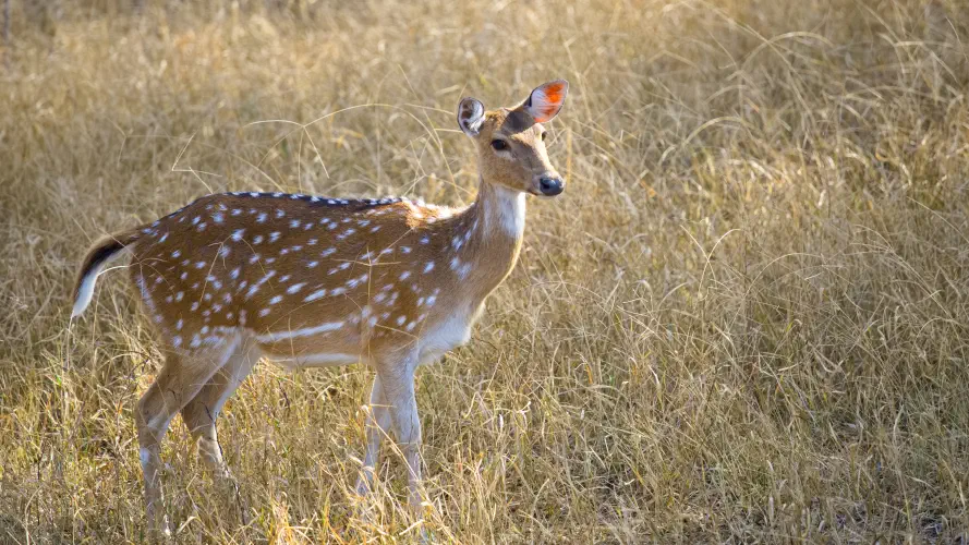 India, Ranthambore National Park, Chital Deer