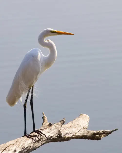 India, Ranthambore National Park, Great Egret