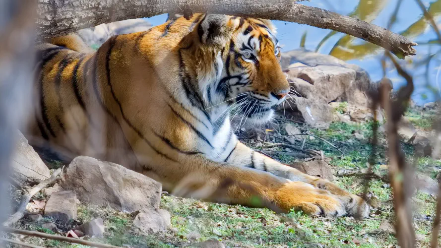 India, Ranthambore National Park, Bengal Tiger
