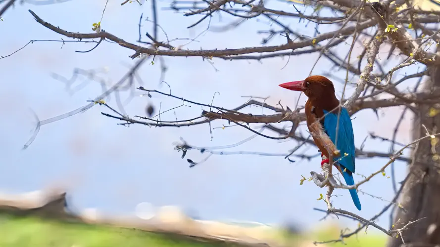 India, Ranthambore National Park, White Throated Kingfisher