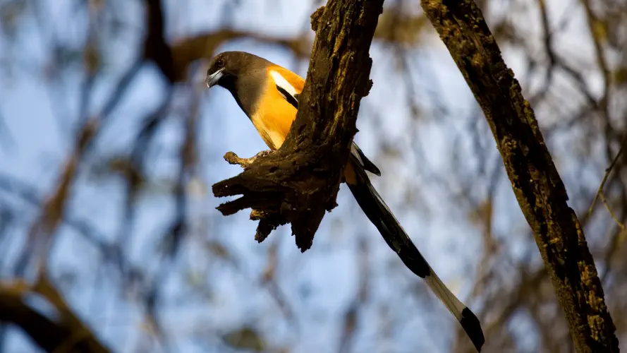 India, Ranthambore National Park, Rufous Treepie
