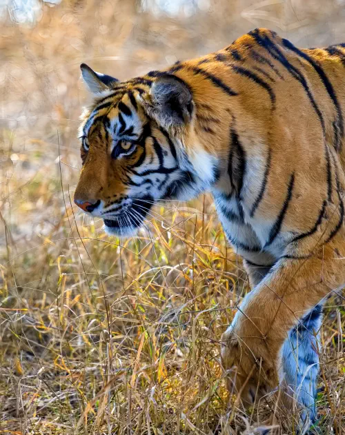 India, Ranthambore National Park, Bengal Tiger