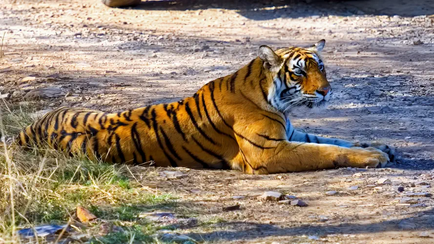 India, Ranthambore National Park, Bengal Tiger