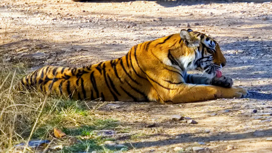 India, Ranthambore National Park, Bengal Tiger