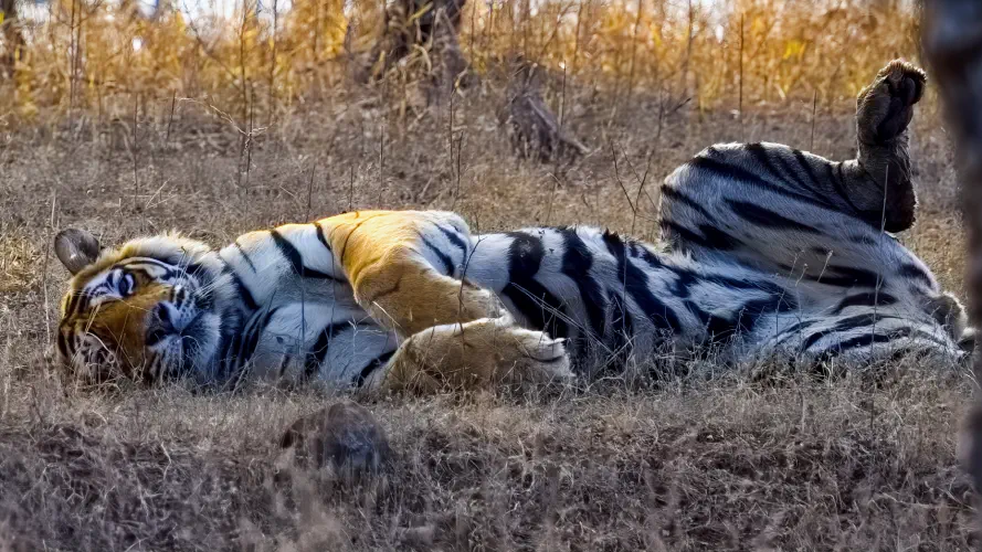 India, Ranthambore National Park, Bengal Tiger