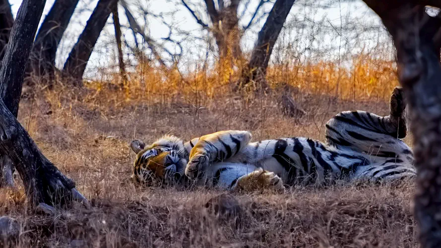 India, Ranthambore National Park, Bengal Tiger