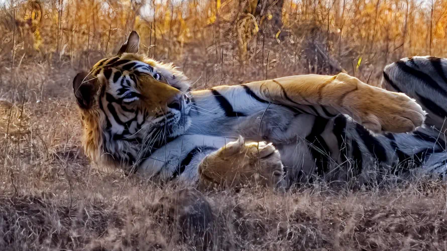India, Ranthambore National Park, Bengal Tiger