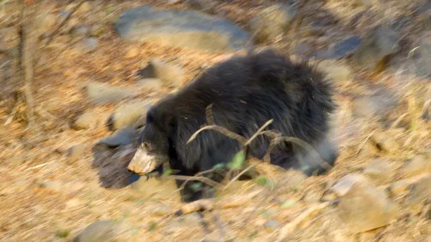 India, Ranthambore National Park, A very fast Sloth Bear