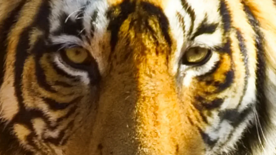 India, Ranthambore National Park, Bengal Tiger