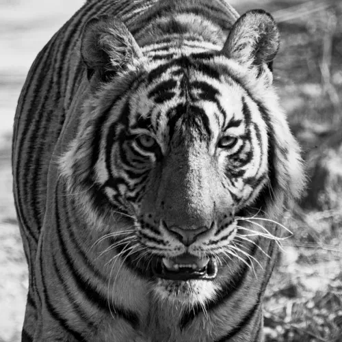 India, Ranthambore National Park, Bengal Tiger
