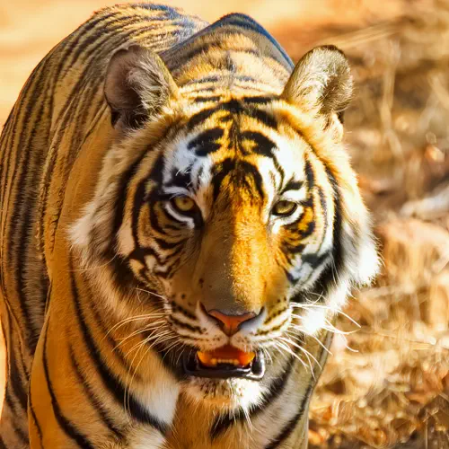 India, Ranthambore National Park, Bengal Tiger