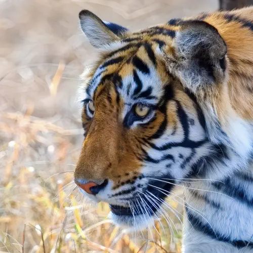 India, Ranthambore National Park, Bengal Tiger