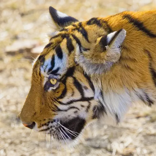 India, Ranthambore National Park, Bengal Tiger