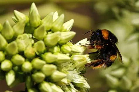 Portugal, Lisbon, Bee, Monserrat