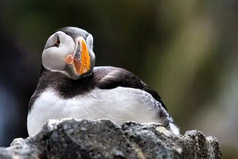 Portugal, Lisbon, Puffin, Oceanarium