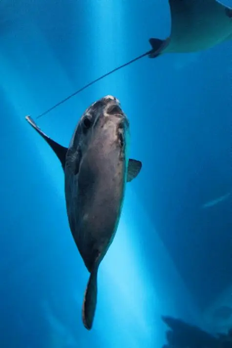 Portugal, Lisbon, Sun fish, Oceanarium