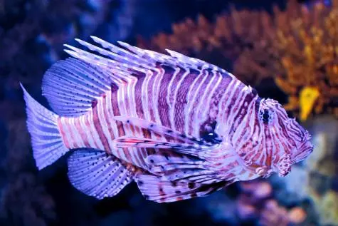 Portugal, Lisbon, Lionfish, Oceanarium