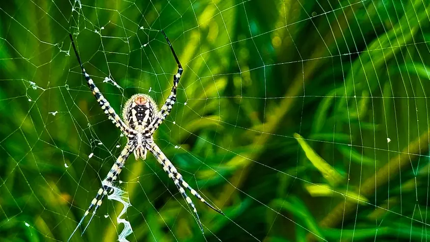 Portugal, Madeira, Spider, Tropical Gardens, Funchal
