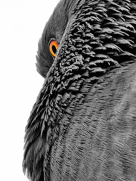 Malta, Valletta, Pigeon