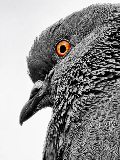 Malta, Valletta, Pigeon
