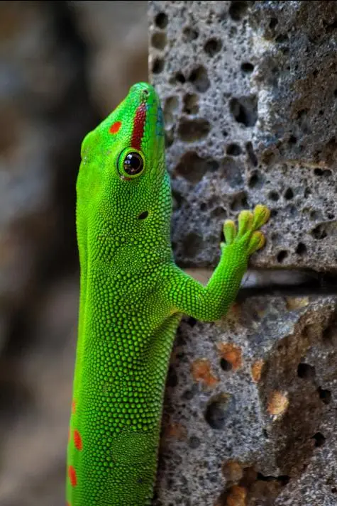 Mauritius, Gecko