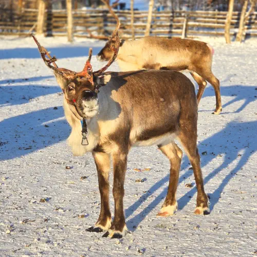 Sweden, Kiruna, Reindeer, Nutti Sami Siida