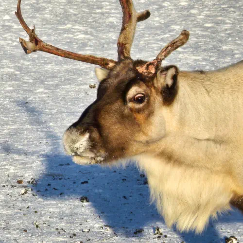Sweden, Kiruna, Reindeer, Nutti Sami Siida