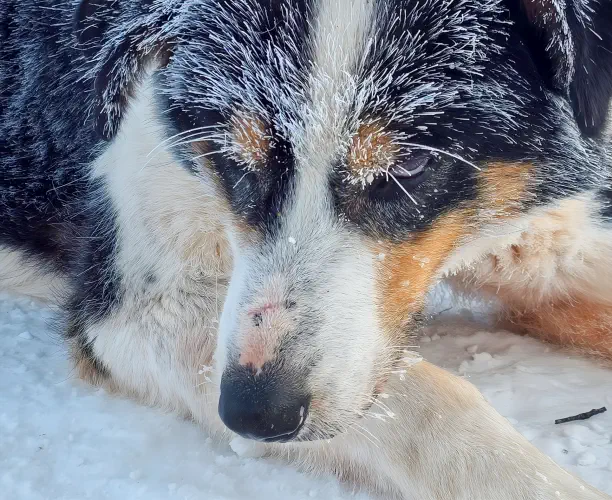 Sweden, Kiruna, Husky Safari