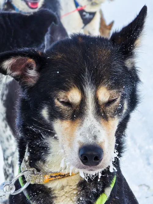 Sweden, Kiruna, Husky Safari