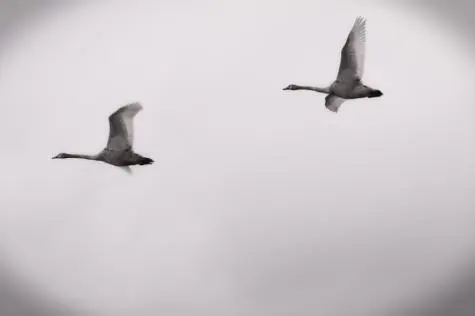 Czechia, Prague, Swans, Vitava River