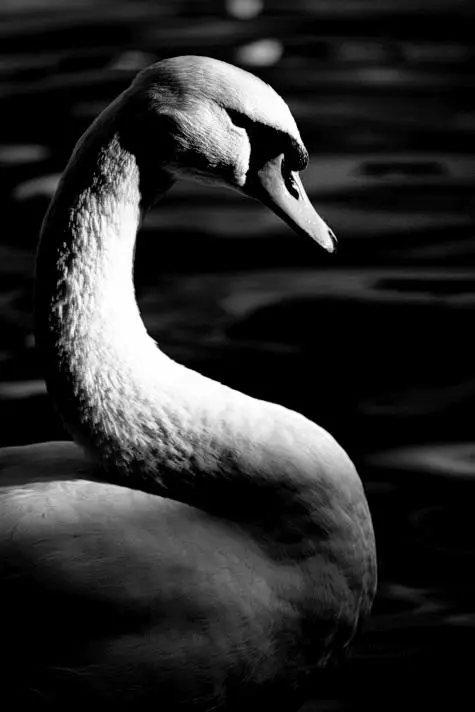 Czechia, Prague, Swan, Vitava River