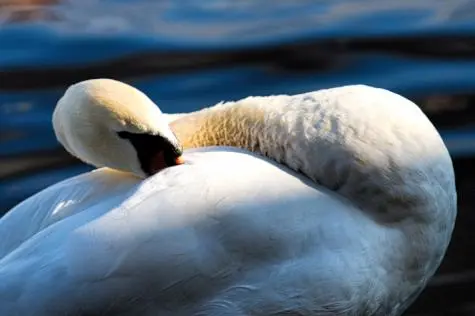 Czechia, Prague, Swan,  Vitava River