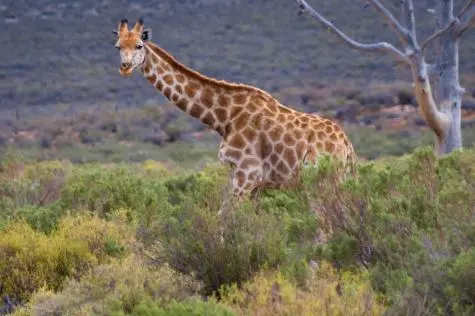 South Africa, Aquila Game Reserve, Giraffe
