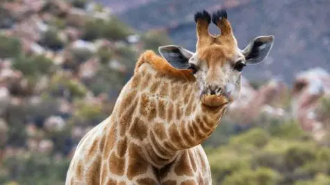 South Africa, Aquila Game Reserve, Giraffe