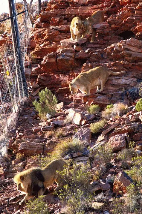 South Africa, Aquila Game Reserve, Lions