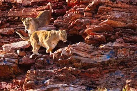 South Africa, Aquila Game Reserve, Lions